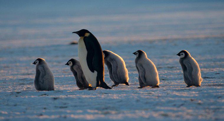 Ce este numit un pinguin mamei?
