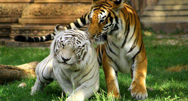 Cât timp trăiesc tigrii?