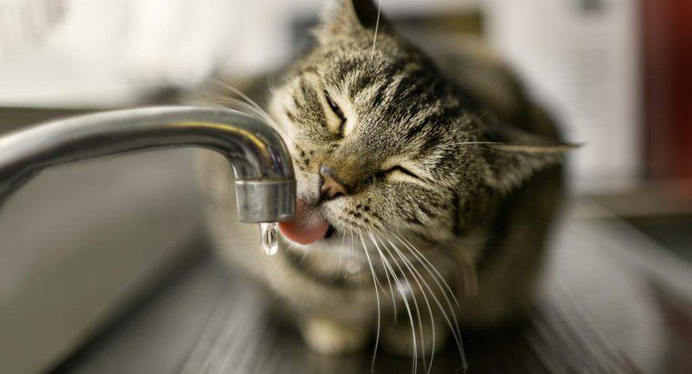 Cat timp poate o pisica sa mearga fara urinare?