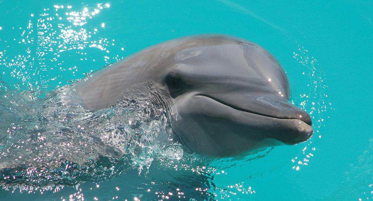 Cât timp trăiesc delfinii?