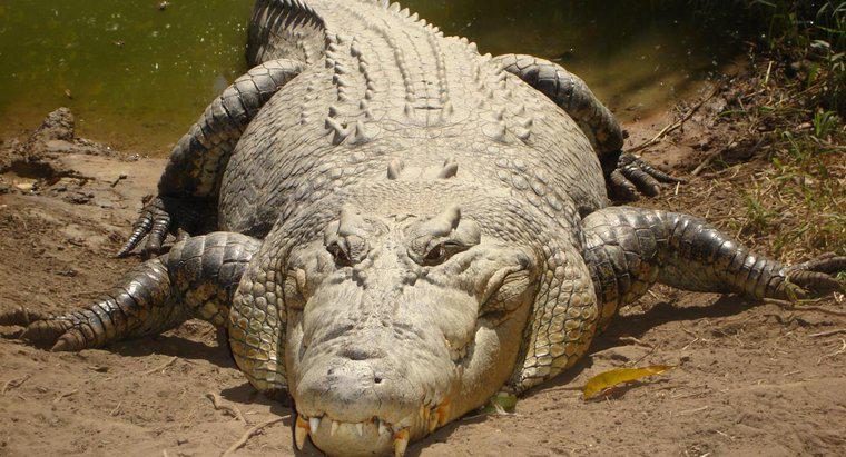 Care sunt caracteristicile unui crocodil?
