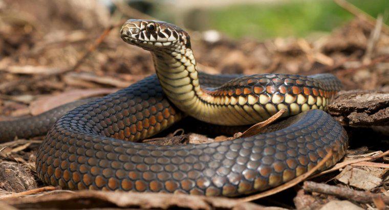 Vor moli bilele păstra șerpi departe?