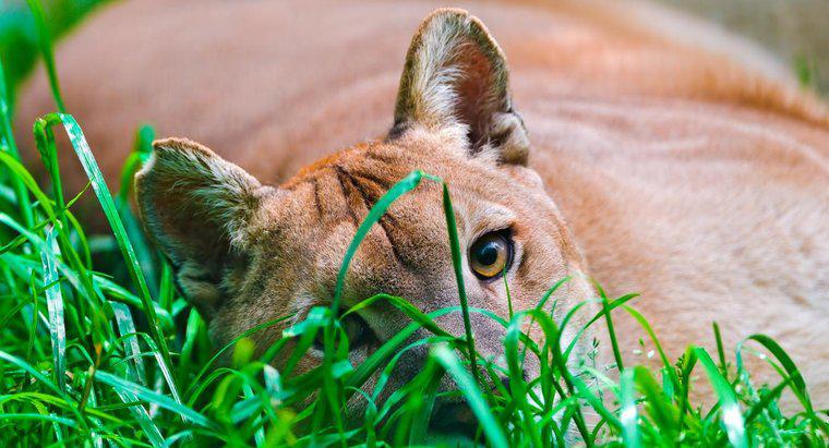 Care este compararea leului montan versus cougar?
