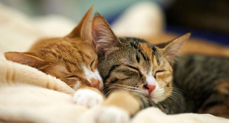 Care este procentul zilei în care pisicile petrec timpul de dormit?