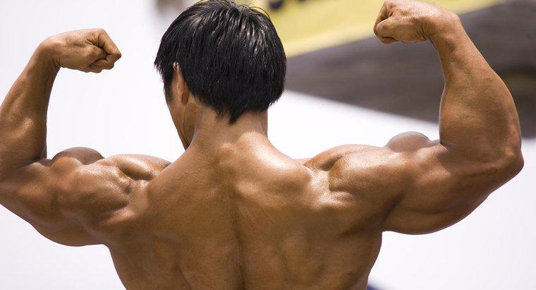Care este definiția fitnessului muscular?