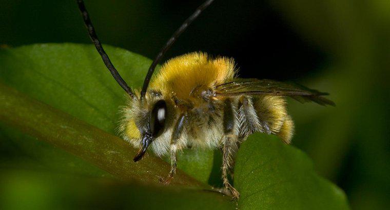 Cum puteți identifica viespi și viespi?