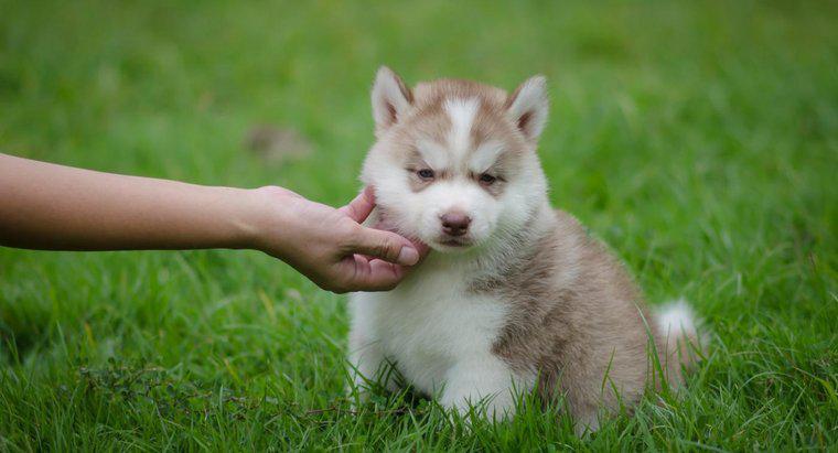 Unde puteți găsi Huskies miniatură de Siberian?