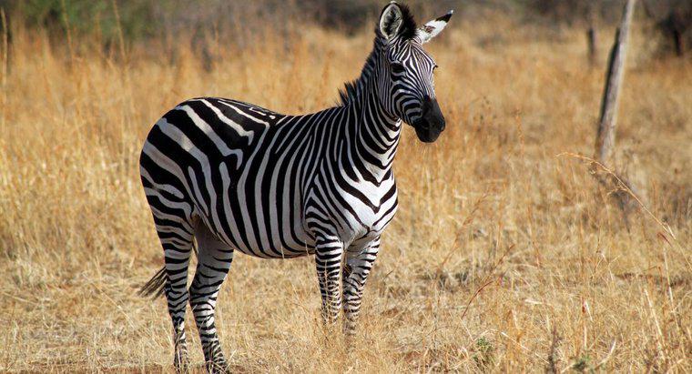 Ce sunet face Zebra?