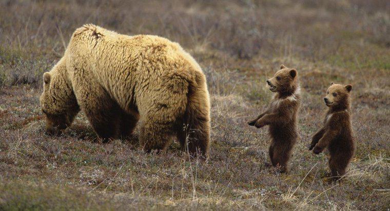 Ce este numit un tânăr urs?