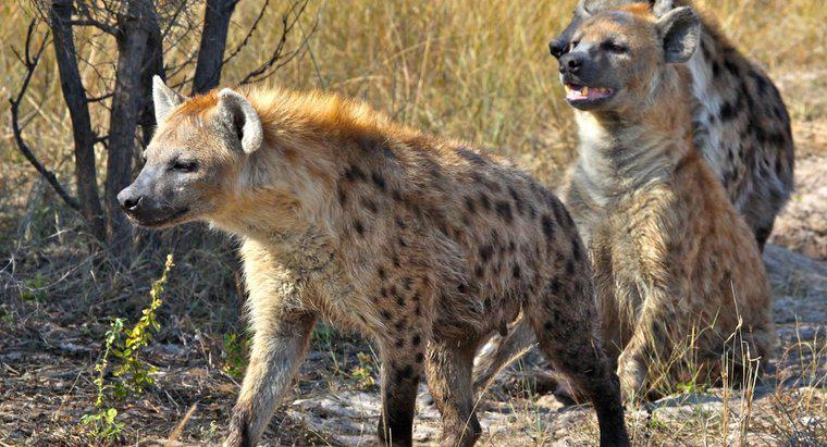 Ce sunt niște Predatori din Hyena?
