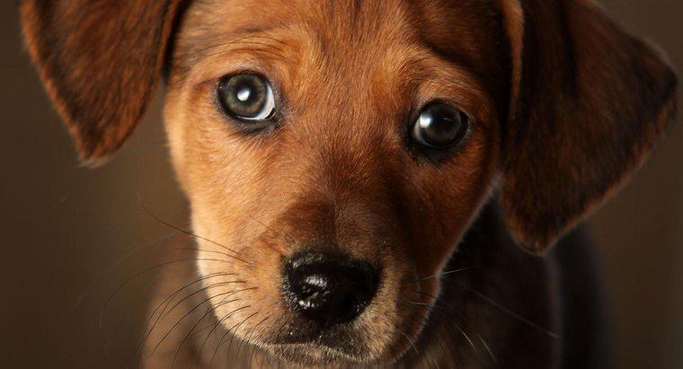 Care sunt unele simptome ale insuficienței cardiace congestive la câini?