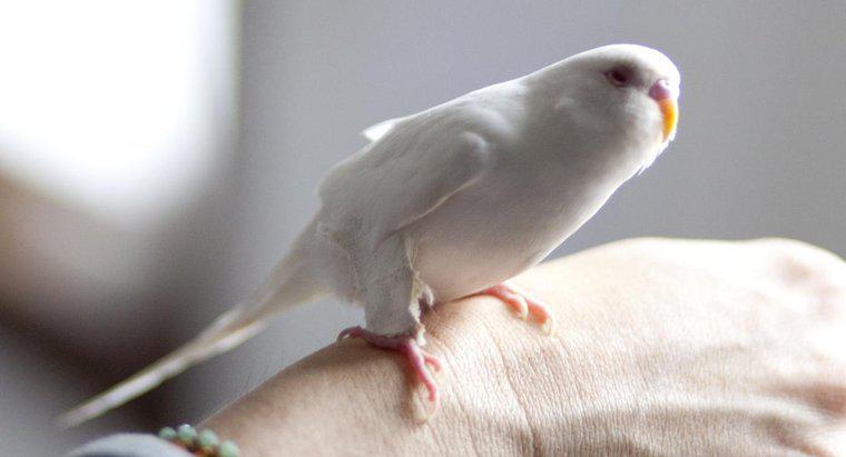 Ce este un Parakeet Albino?