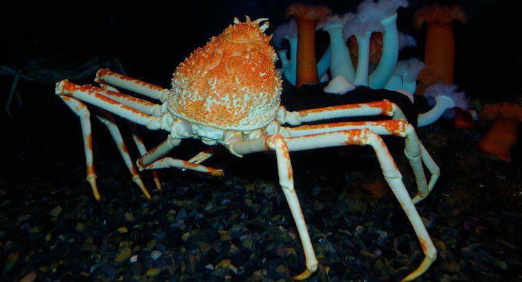 Care este cel mai mare tip de crab din lume?