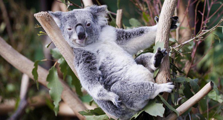 Unde trăiesc urșii de Koala?