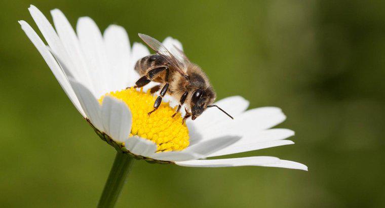 Cât durează albinele?