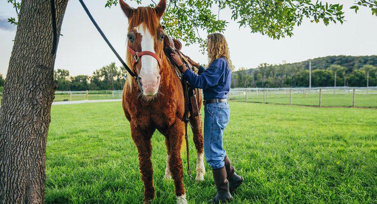 Cât costă în general să cumpere și să păstreze un cal?