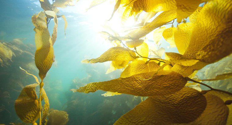 Ce este Caviar Kelp?