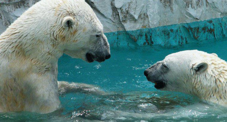 Ursii polari trăiesc în Polul Nord?
