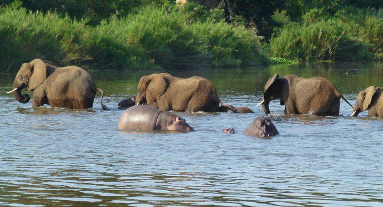 Cine câștigă într-un hipopotam în lupta împotriva elefantului?