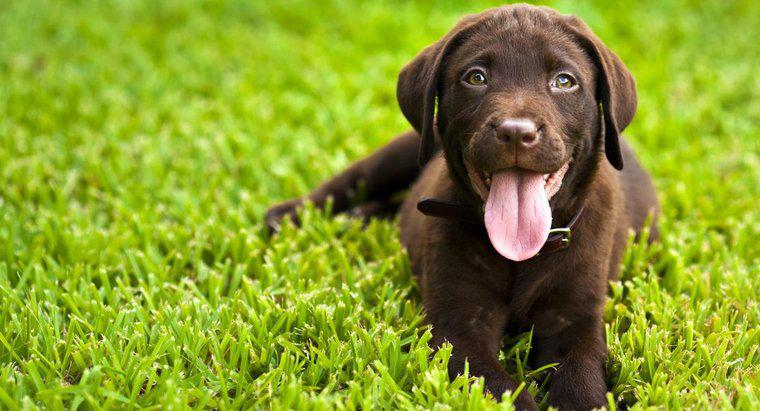 Care sunt caracteristicile unui Labrador Small Retriever?