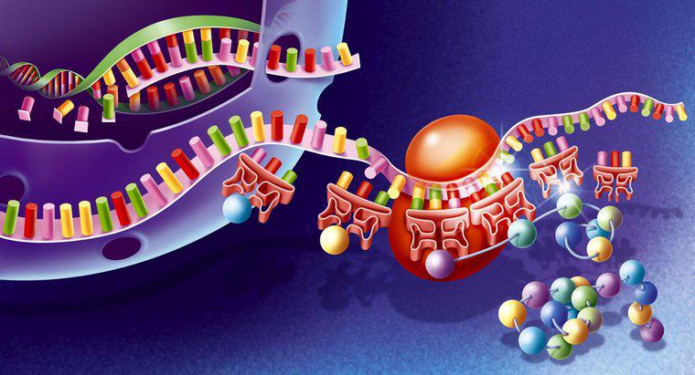 Ce este sinteza proteinelor?