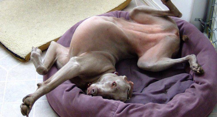 De ce câinii își zgârieră paturile înainte de a se stabili?