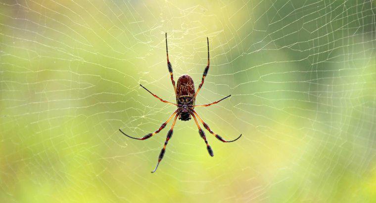 Care sunt simptomele de muscatura de spider pe caini?