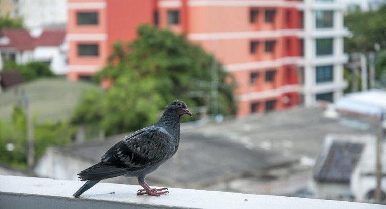 Este legal să folosiți otrăvire pe porumbei?
