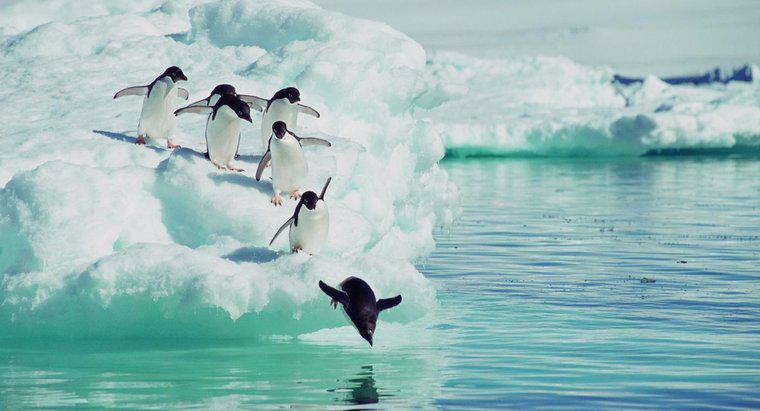 Ce animale mănâncă pinguini?