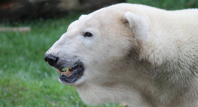 Cât durează urșii polari?