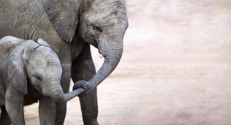 Cât de mult cântă un elefant la naștere?