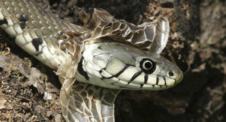 Cât de des se varsă șerpii?