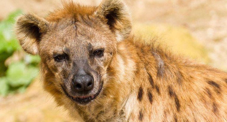 Lii mănâncă hienele?