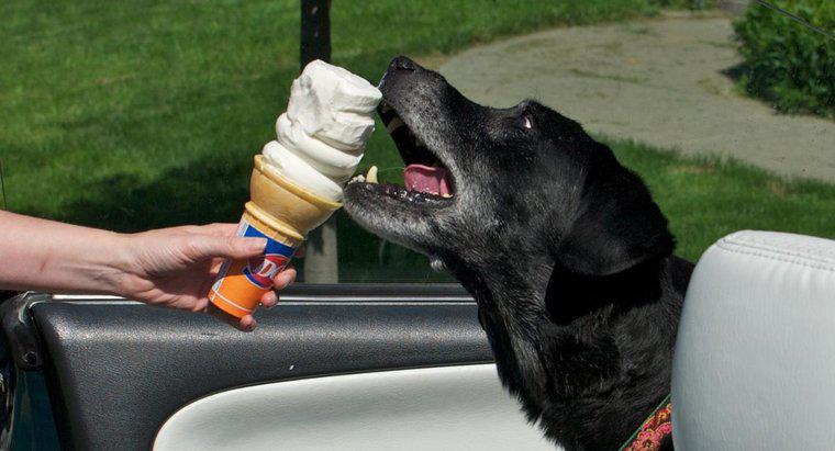 Poate câinii să mănânce înghețată?