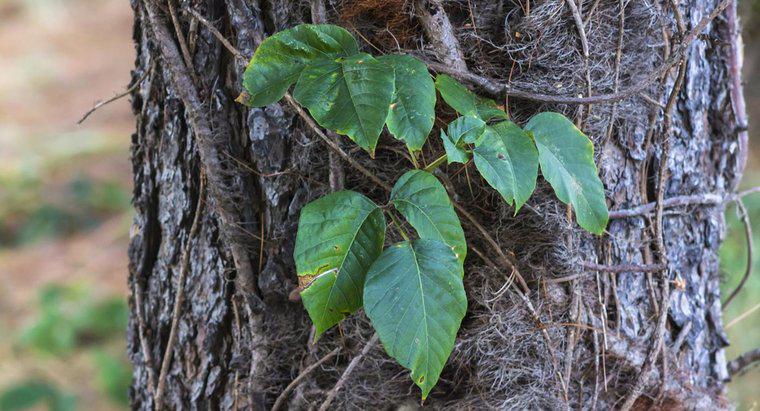 Ce este o soluție bună pentru acasă pentru Poison Ivy?