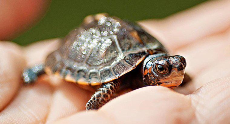 Care este semnificația simbolică a unei broaște țestoase?