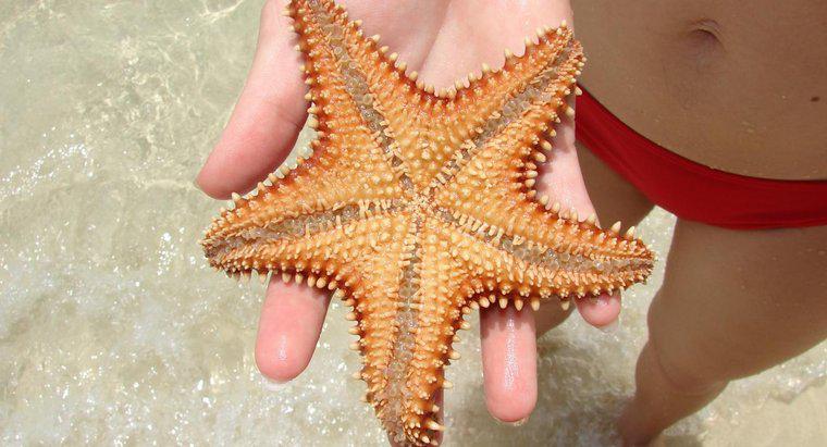 Unde trăiesc Starfish?