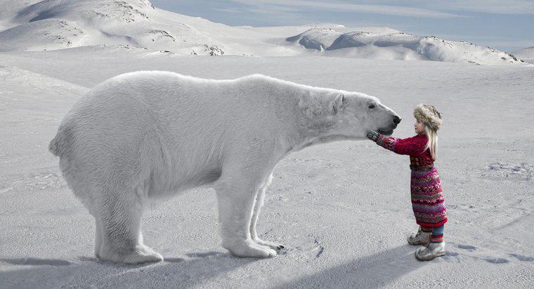 Care sunt unele fapte interesante despre Arctic pentru copii?