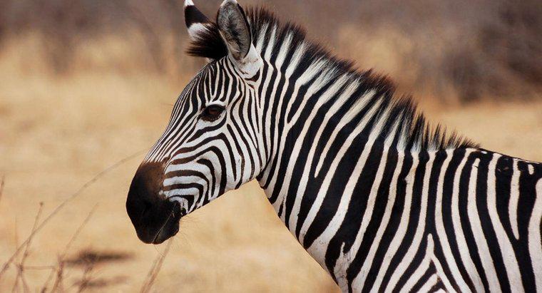 Câte tipuri de zebre sunt acolo?