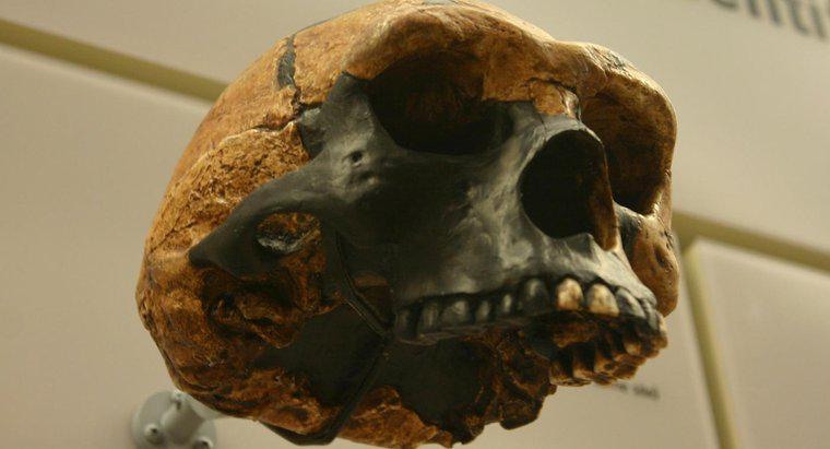 Care sunt principalele diferențe între Homo Erectus și Australopithecus?
