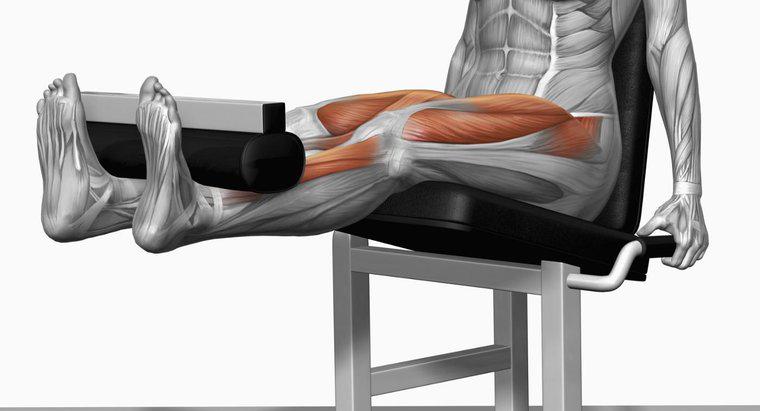 Ce sunt mușchii utilizați în extensiile piciorului?
