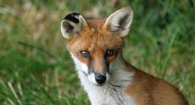 Ce este numit un Baby Fox?