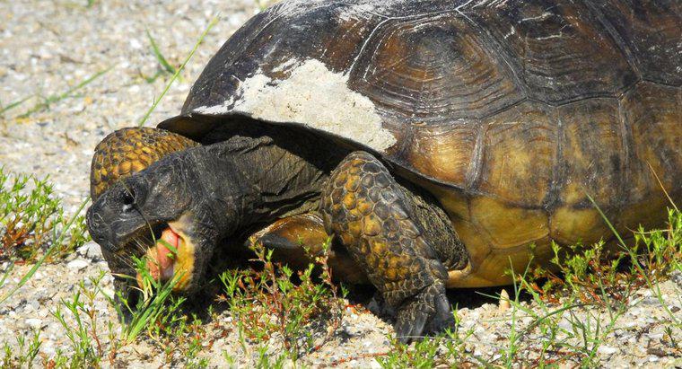 Cât timp poate o broască țestoasă să trăiască fără hrană?