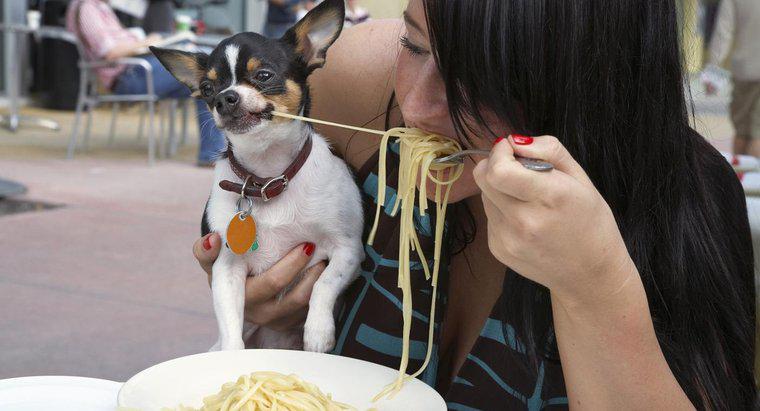 Cât de mult ar trebui să mănâncă o zi Chihuahua?