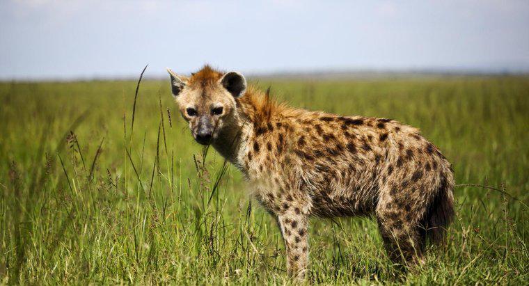 Ce fel de hrană mănâncă hienele?