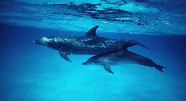 Ce sunt numite delfinii pentru bebeluși?