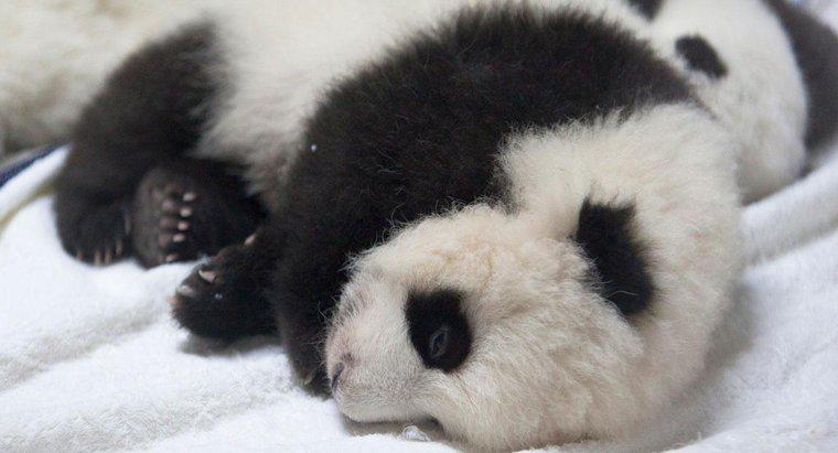 Cât de mult cântărește un panda nou-născut?