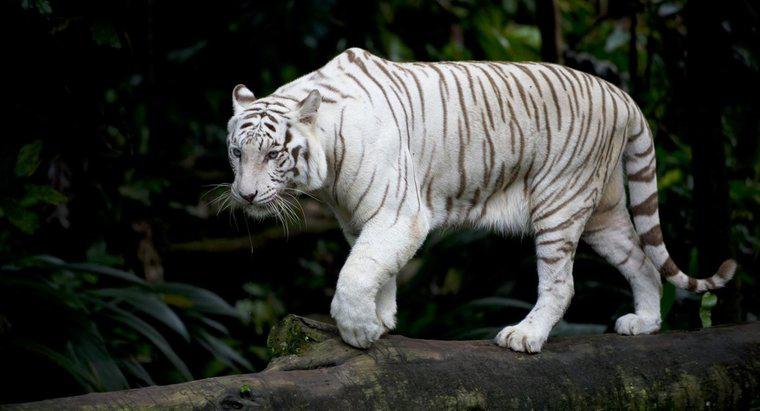 Care sunt unele fapte despre tigrii albi?