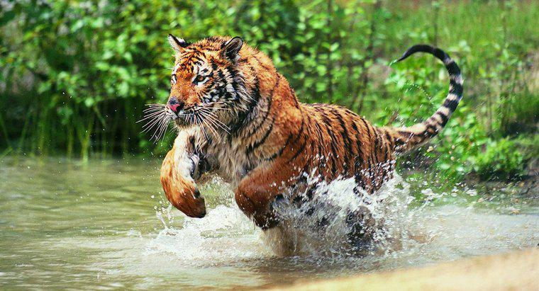 Care sunt unele fapte fundamentale despre tigrii?
