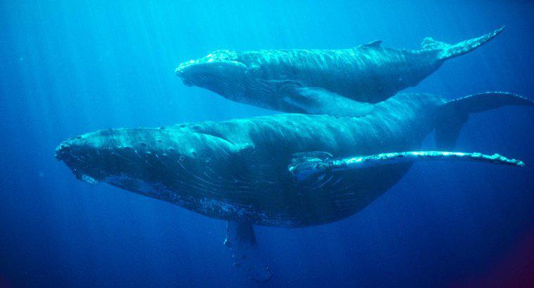 Cât timp poate o balenă să-și țină respirația?